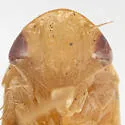 Gyponana gibbera - photo 4