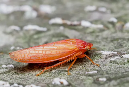 Gyponana gladia (+ cf. gladia)