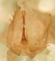 Gyponana hasta - photo 2