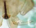 Gyponana hasta - photo 4