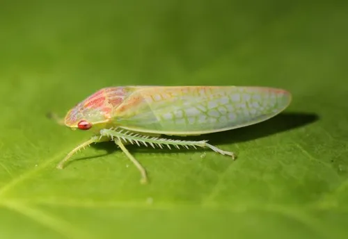 Gyponana octolineata (+ cf. octolineata)