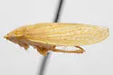 Gyponana omani