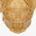 Gyponana omani - photo 3