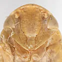 Gyponana omani - photo 4