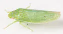 Gyponana ortha