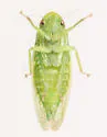 Gyponana ortha - photo 2