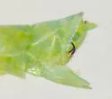 Gyponana ortha - photo 3