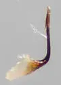 Gyponana ortha - photo 5