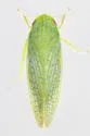 Gyponana palma - photo 2