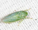 Gyponana parallela