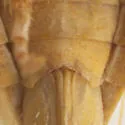 Gyponana pingua - photo 4