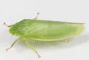 Gyponana praelonga