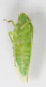 Gyponana praelonga - photo 2
