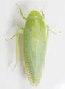 Gyponana praelonga - photo 5