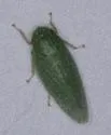 Gyponana procera