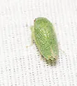 Gyponana procera - photo 2