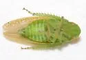 Gyponana procera - photo 3