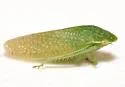 Gyponana procera - photo 4
