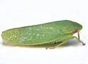 Gyponana protenta - photo 2