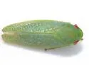 Gyponana protenta - photo 3