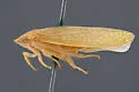 Gyponana pruinosa