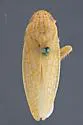 Gyponana pruinosa - photo 2