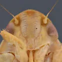 Gyponana pruinosa - photo 3