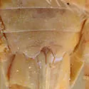 Gyponana pruinosa - photo 4