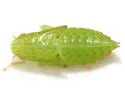 Gyponana quebecensis - photo 2