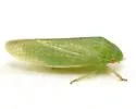 Gyponana quebecensis - photo 3