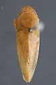Gyponana scrupulosa - photo 2