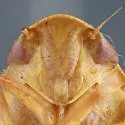 Gyponana scrupulosa - photo 3
