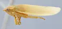Gyponana sonora