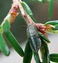 Gyponana striata