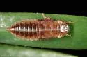 Gyponana striata - photo 2