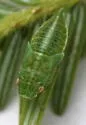 Gyponana striata - photo 3