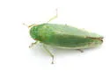 Gyponana striata - photo 4