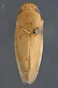 Gyponana tenella - photo 2