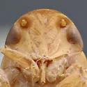 Gyponana tenella - photo 3