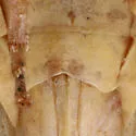 Gyponana tenella - photo 4