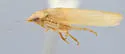 Gyponana toxotes