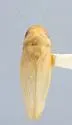 Gyponana toxotes - photo 2