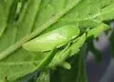 Gyponana tubera - photo 2
