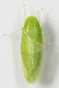 Gyponana tubera - photo 3