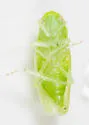 Gyponana tubera - photo 4
