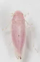 Gyponana tubera - photo 5