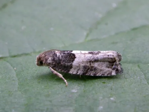 Gypsonoma aceriana