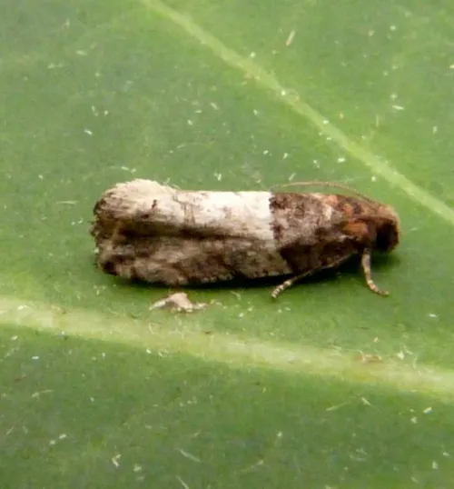 Gypsonoma aceriana - photo 2