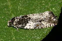 Gypsonoma adjuncta - Hodges#3229 - Gypsonoma adjuncta