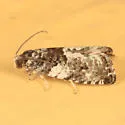 Gypsonoma adjuncta - Hodges#3229 - photo 2